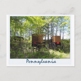 Amish Buggies Postcard
