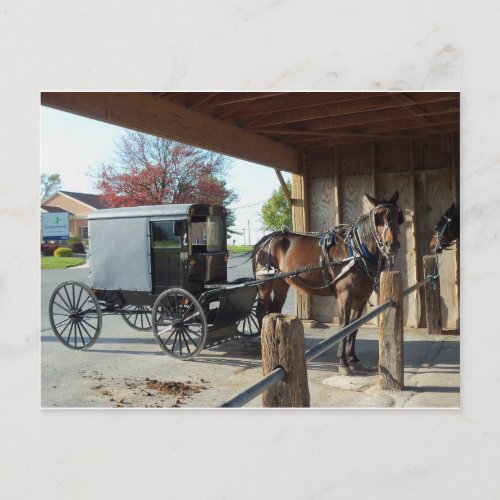 Amish Buggy 1 Postcard