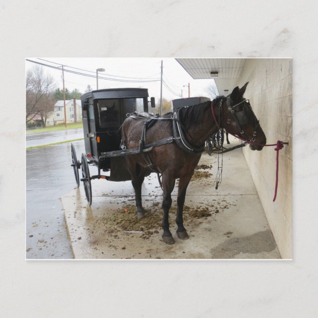 Amish Buggy 2 Postcard (Front)