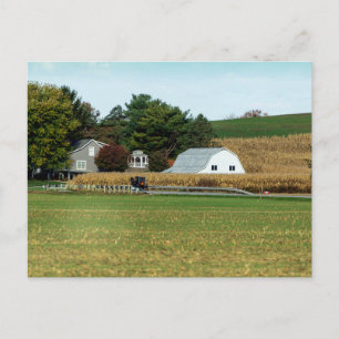 Amish Buggy, Holmes County, Ohio Postcard