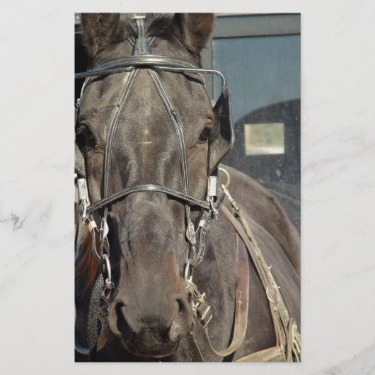 Amish Buggy Horse (Front)