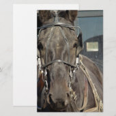 Amish Buggy Horse (Front/Back)