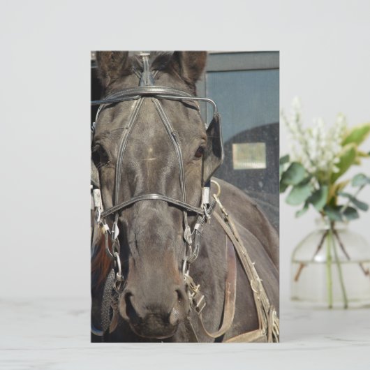 Amish Buggy Horse (Standing Front)