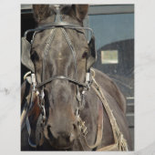 Amish Buggy Horse (Front)