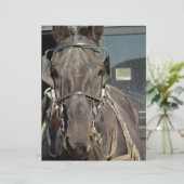 Amish Buggy Horse (Standing Front)