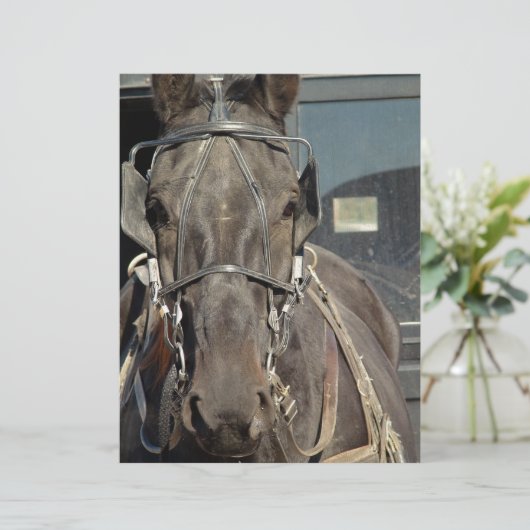 Amish Buggy Horse (Standing Front)