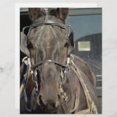 Amish Buggy Horse (Front/Back)