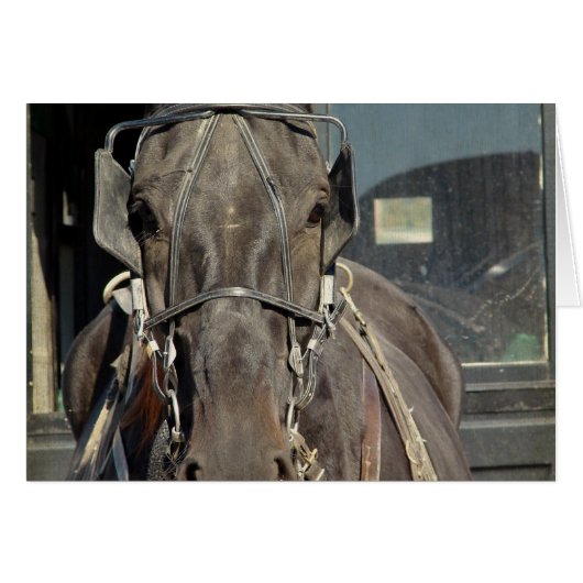 Amish Buggy Horse Cards (Front Horizontal)