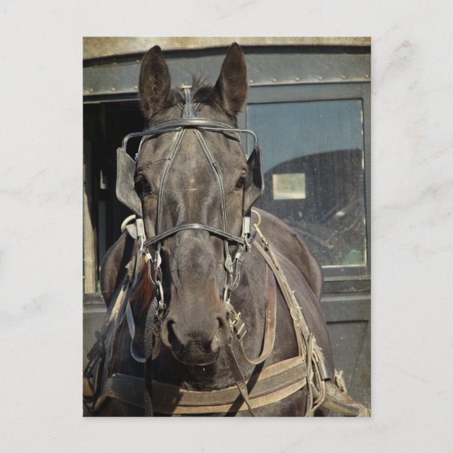 Amish Buggy Horse Kalona, Iowa Postcard (Front)