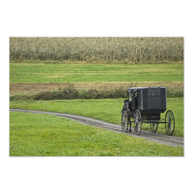 Amish buggy on farm lane, Northeastern Ohio, Photo Print (Front)