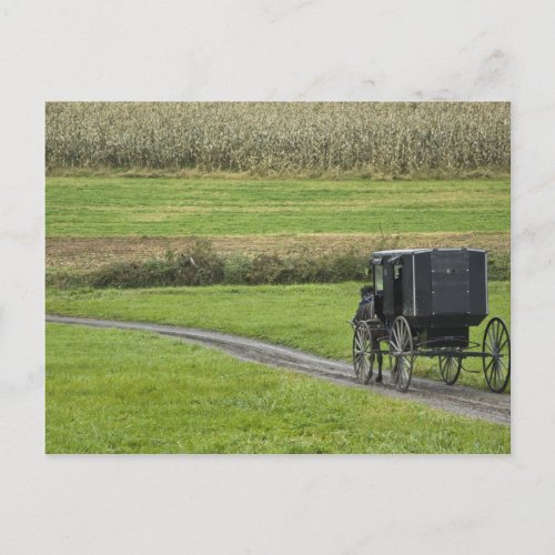 Amish buggy on farm lane Northeastern Ohio Postcard