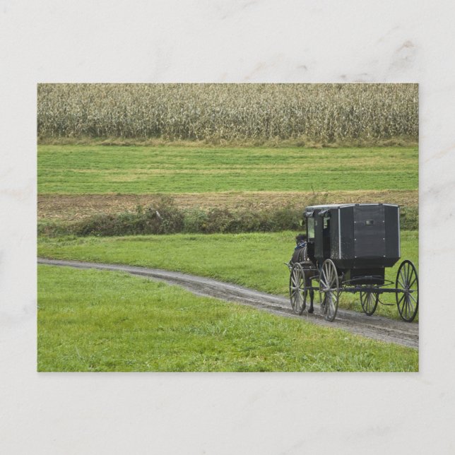 Amish buggy on farm lane, Northeastern Ohio, Postcard (Front)