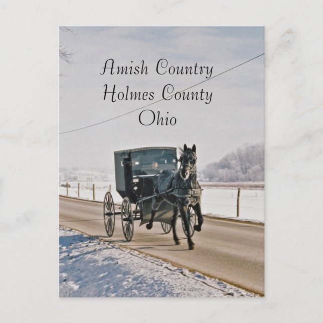 Amish Country Horse and Buggy-Postcard Postcard (Front)