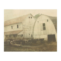 Amish Dairy Cows