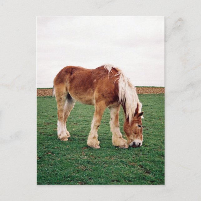 Amish Draft Horse in Field Postcard (Front)