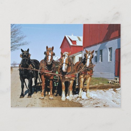 Amish Draft Horse Team_Postcard Postcard