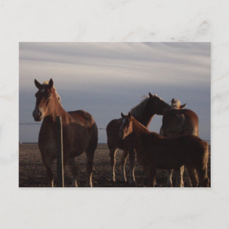 Amish Draft Horses at Sunset Postcard