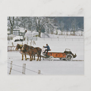 Amish Draft Horses Giddie-Up Postcard