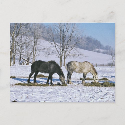 Amish Draft Horses in Winter Pasture_Postcard Postcard