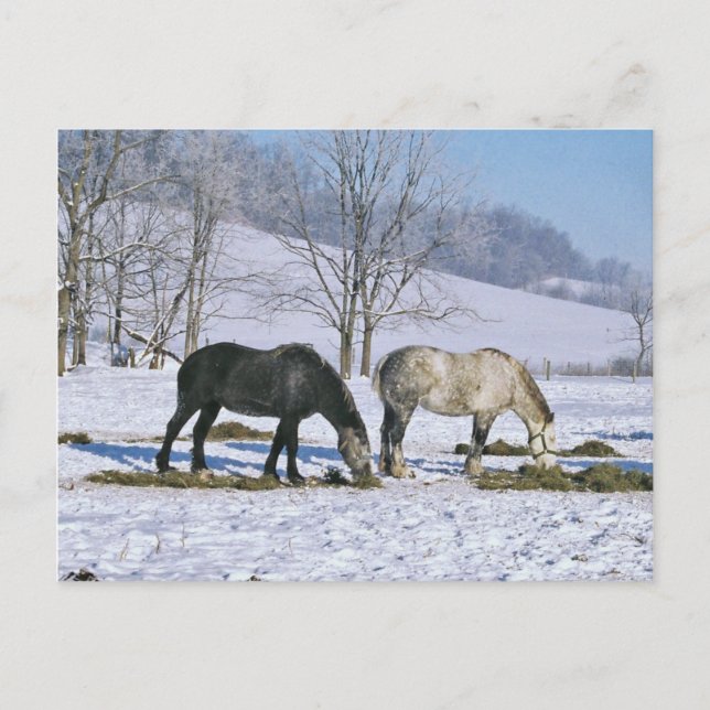 Amish Draft Horses in Winter Pasture-Postcard Postcard (Front)