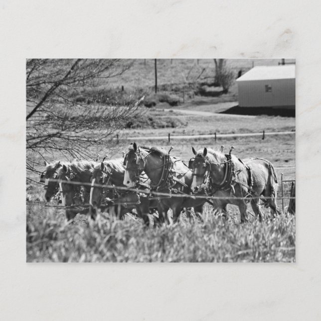 Amish Draft Team at Work Postcard (Front)