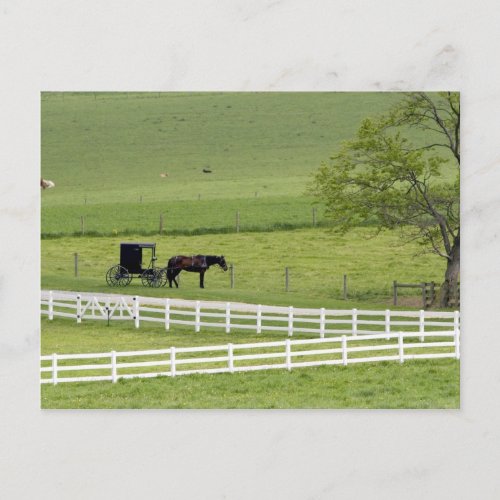 Amish farm with horse and buggy near Berlin Postcard