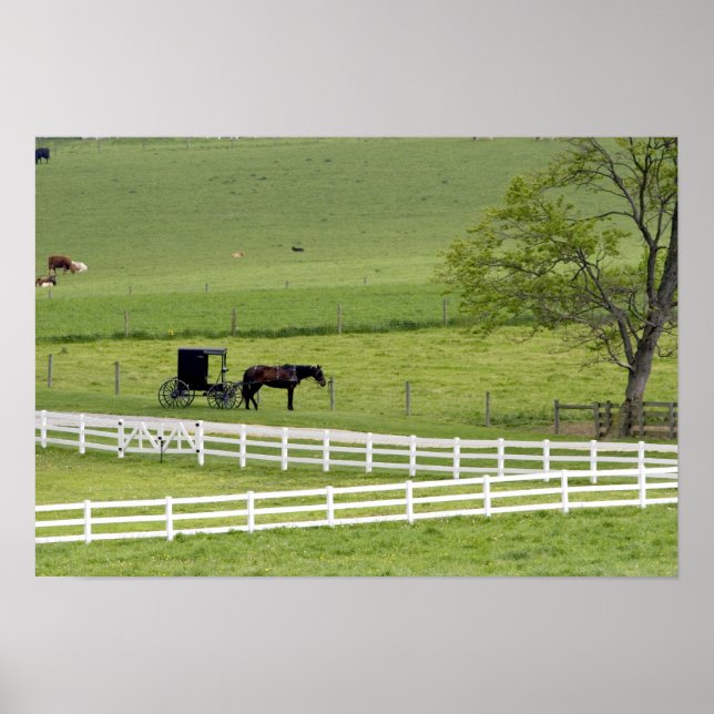 Amish farm with horse and buggy near Berlin, Poster (Front)