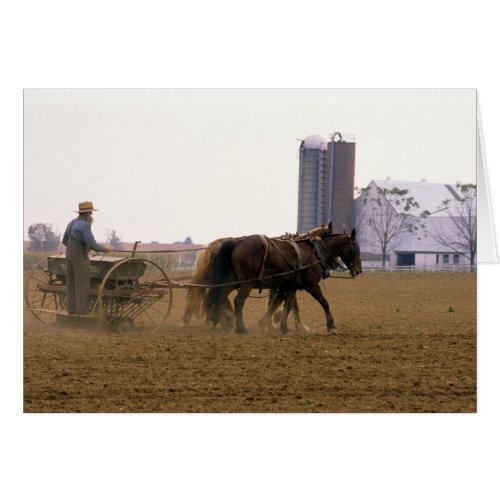 Amish farmer using a horse drawn seed planter