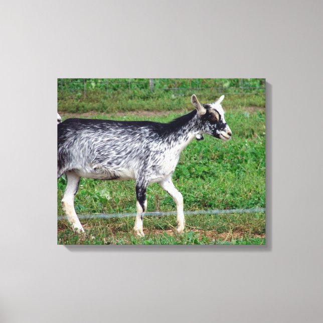 Amish Goat Canvas Print (Front)
