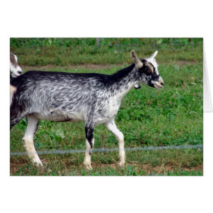 Amish Goat Cards