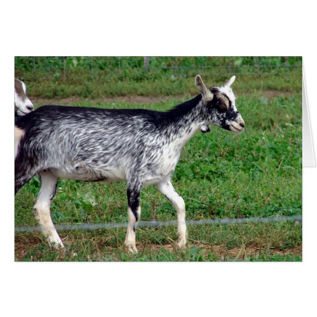 Amish Goat Cards (Front Horizontal)