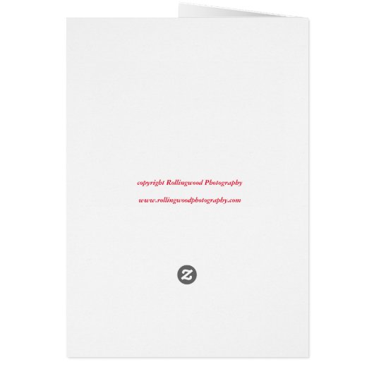 Amish hay harvest (Back)