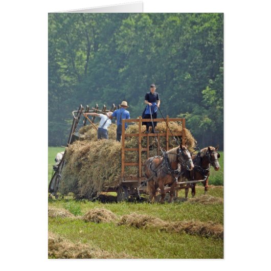 Amish hay harvest (Front)