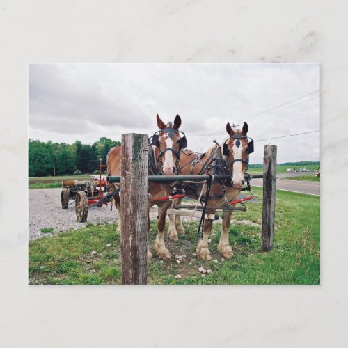 Amish Hitching Post Postcard