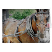 Amish Horse and Buggy (Front Horizontal)
