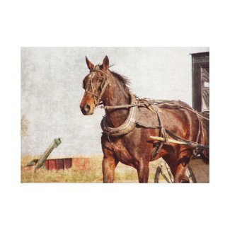 Amish Horse and Buggy Canvas Print