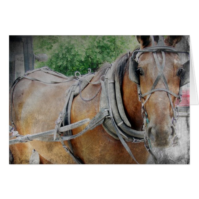 Amish Horse and Buggy Cards (Front Horizontal)