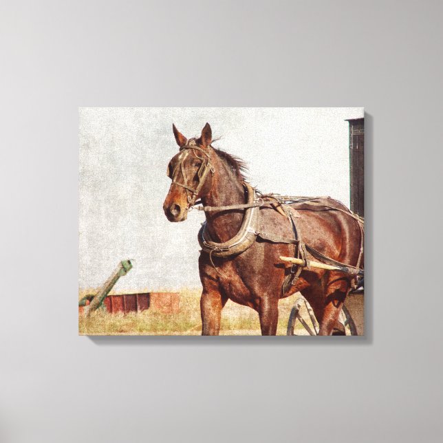 Amish Horse and Buggy in Kalona, Iowa Canvas Print (Front)