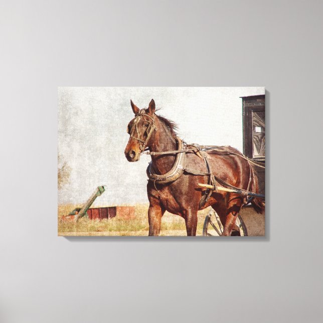 Amish Horse and Buggy in Kalona, Iowa Canvas Print (Front)