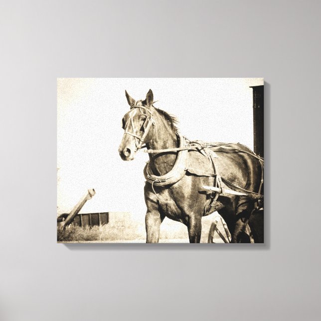 Amish Horse and Buggy in Sepia Canvas Print (Front)