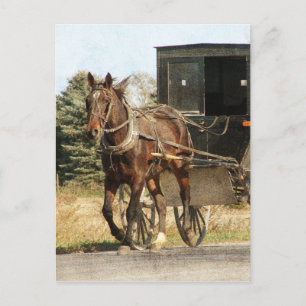 Amish Horse and Buggy Kalona Iowa  Postcard