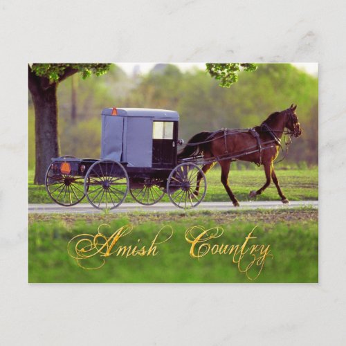 Amish Horse and Buggy Lancaster PA Postcard
