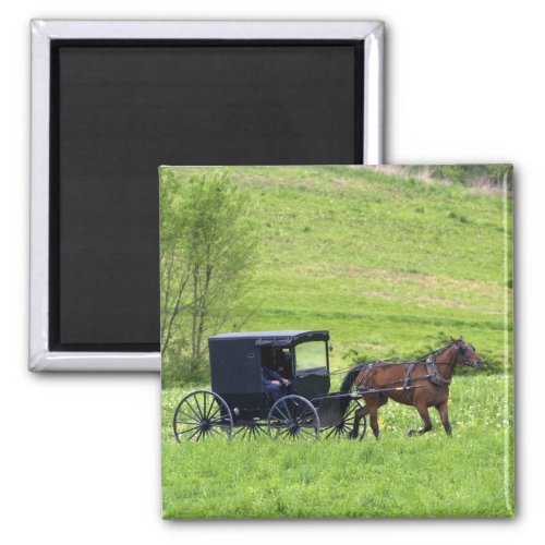 Amish horse and buggy near Berlin Ohio Magnet