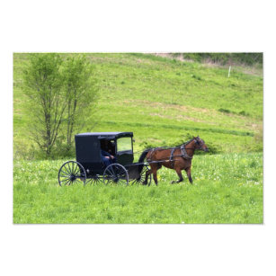 Amish horse and buggy near Berlin, Ohio. Photo Print
