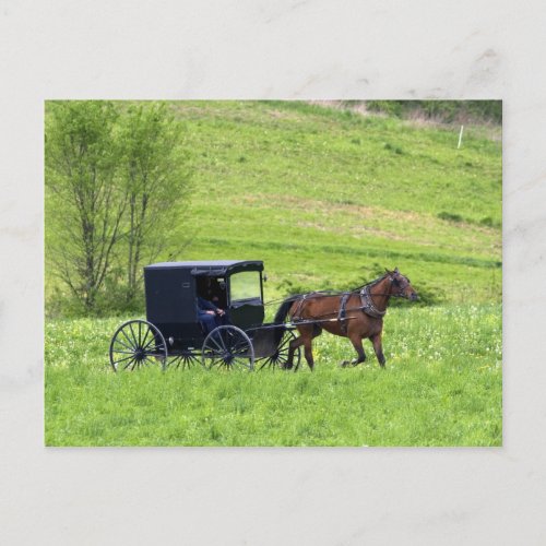 Amish horse and buggy near Berlin Ohio Postcard