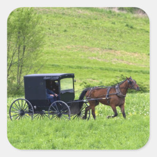 Amish horse and buggy near Berlin, Ohio. Square Sticker