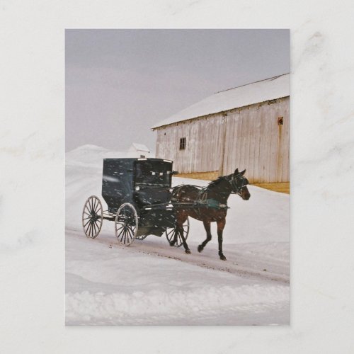 Amish Horse and Buggy on Winter Road_Postcard Postcard