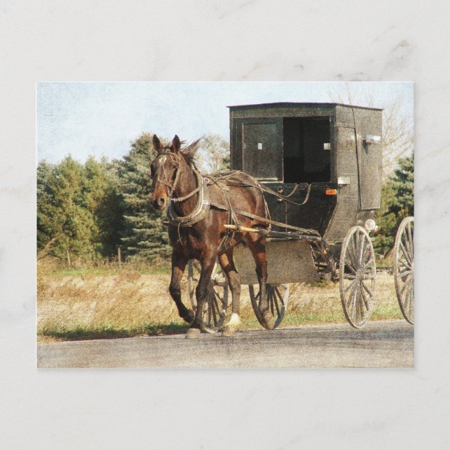 Amish Horse and Buggy Postcard (Front)
