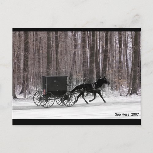 Amish Horse and  Buggy Postcard