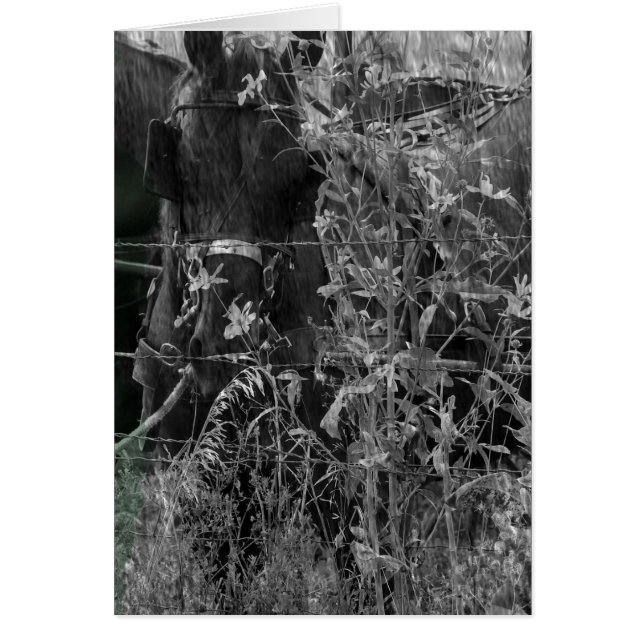 Amish Horse Black and White Grunge Cards (Front)
